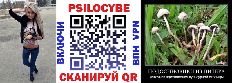 Псилоцибиновые грибы Psilocybe  Шимановск 